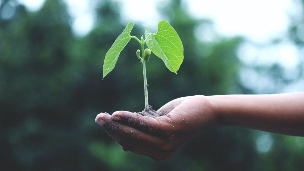 hand holding plant